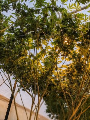 Conscious Cannabis
