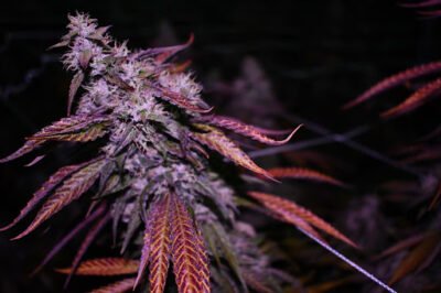 Lifted Flower 2