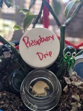 Raspberry Drip