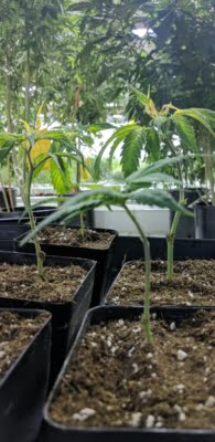 TKN Nursery
