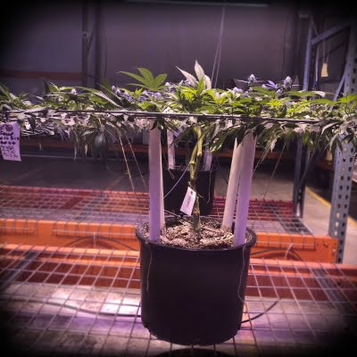 cannabis-flower-canopy-spokane
