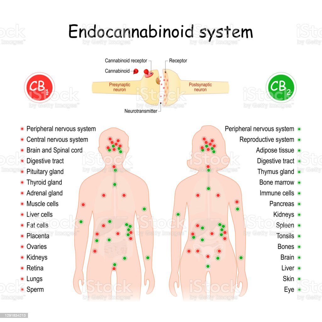 Endocannabinoid System. CB1 and CB2 Receptors. Endocannabinoid System. CB1 and CB2 Receptors. Central regulatory system that affects of biological processes in human body. Silhouette of a man and woman with internal organs and receptor areas. Close-up of neurons, with Cannabinoids, and Neurotransmitters. Order stock vector